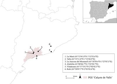 Improving the Commercial Value of the ‘Calçot’ (Allium cepa L.) Landrace: Influence of Genetic and Environmental Factors in Chemical Composition and Sensory Attributes